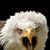 Chuck Haythorn's profile image