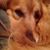 Joyce Shepherd Correll's profile image