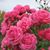 Fran Pomerleau's profile image
