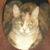 Diane Lengyel's profile image