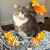 Louise Salzano's profile image