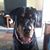 Susan Bess Rohrbach's profile image