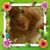 Pat Confessore's profile image