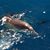 Donna Luca Murphy's profile image