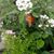 Sheetal Creger's profile image