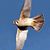 Marsha Lamb's profile image