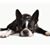 Dennis Quinn's profile image