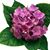 Hedranjia Flower's profile image