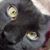 Crystal Foley's profile image