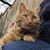 Deana Lynn Politis's profile image