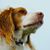 Cj Conover's profile image