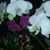 Cesol Cesol's profile image