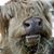 JJ Korpi's profile image