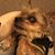Jonnelle Morris's profile image