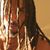 Mike Campbell's profile image