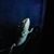 Johnny Joo's profile image
