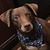 Jane Leslie Bass's profile image