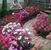 Carolyn Diane Brown's profile image