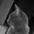David Folse's profile image