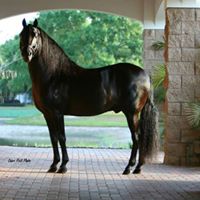 Dadier Rosario's profile image