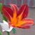 Millie Macias's profile image