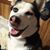 Shawna Amidon's profile image