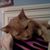 Brianna Campbell's profile image