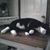 Annette Carns's profile image
