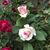 Judy Parsons's profile image