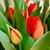 Suzanne van Doorne's profile image