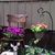 Marie Brislin-Stewart's profile image
