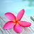 Lica Herrera's profile image