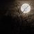 Nancy Caiazzo's profile image
