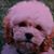Mary Ann Pongie Joyce's profile image