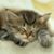 Cheryl B. Hume's profile image