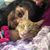 Farahana Khan's profile image