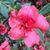 Anne K Woodworth's profile image
