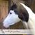 Jennifer Andrus's profile image