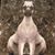 Joel Blackthorne's profile image
