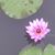 Chi Chi Tuan's profile image