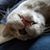 Anne Gabel's profile image
