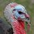 Larry Ramage's profile image