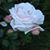 Karen Harlow's profile image