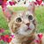 Jan Morgan's profile image