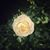 Katie Schlumbohm Pehrson's profile image
