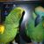 Carey Tilson's profile image