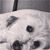 Amira Smajic's profile image