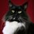 Carol Campbell's profile image