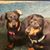 Barb McGuigan Bell's profile image