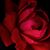 Nicole Marie's profile image